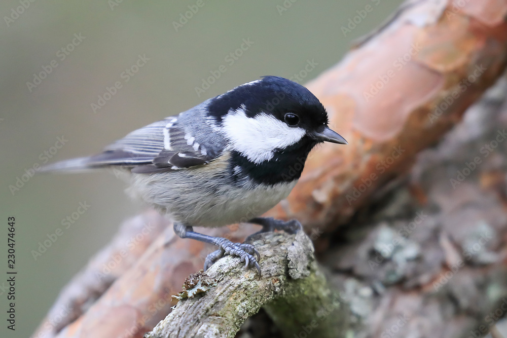 Naklejka premium Coal tit