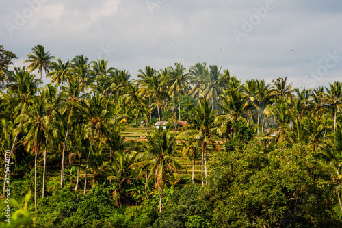 Landscape in Bali