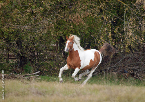 The beautiful Pinto horse of bright color hazardously gallops on against the background of a bush © goldika
