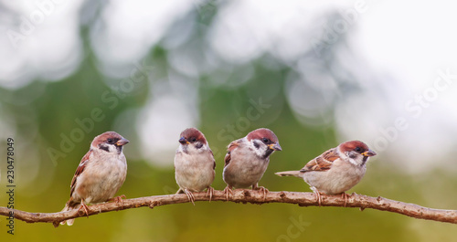 funny little sparrows birds are sitting in a group in a spring Sunny garden on a tree branch