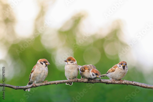 funny little sparrows birds are sitting in a group in a spring Sunny garden on a tree branch