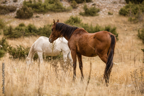 Wallpaper Mural Wild horses in nature. Autumn colors. Pasture. Torontodigital.ca