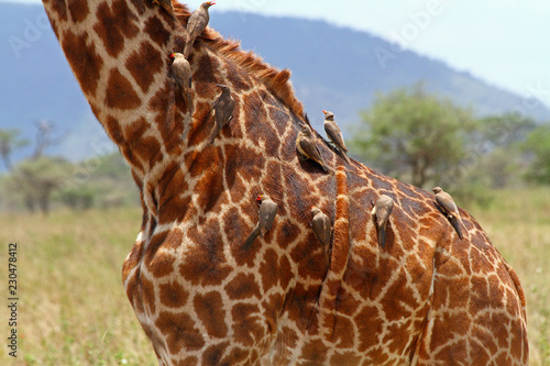 Birds Grooming Body of Giraffe photo