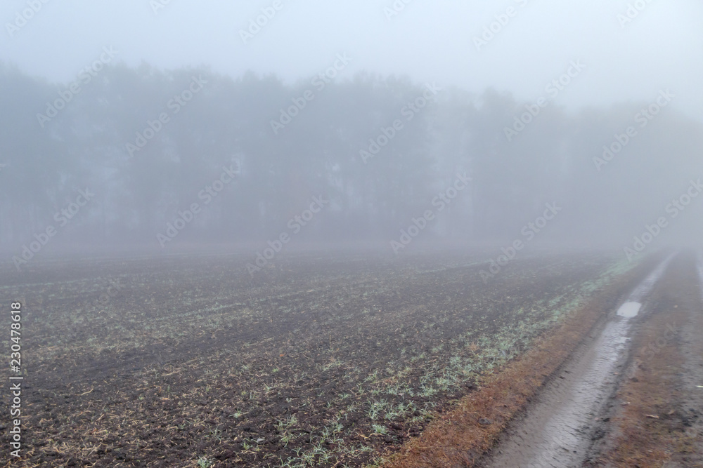 fog along the forest in late autumn