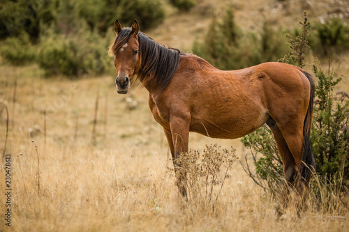 Wild brown horse in nature. Autumn colors. Pasture.