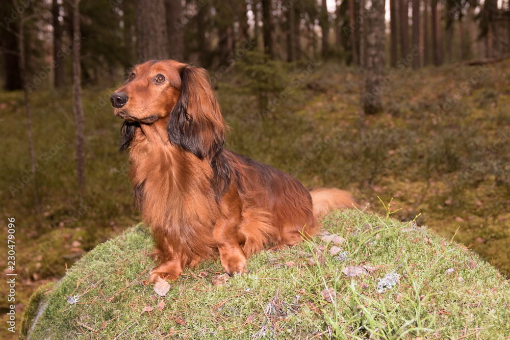 Longhaired dachshund in the forest