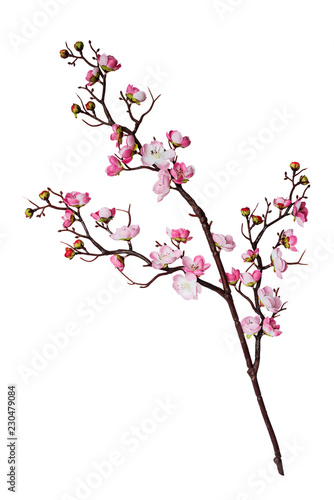 Branch of cherry flowers © epitavi
