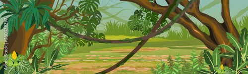 Jungle. A tropical forest. Rainforests of Amazonia. Tree, epiphytic ferns, creepers, banana trees, flowers and monsteras. Realistic Vector Landscape