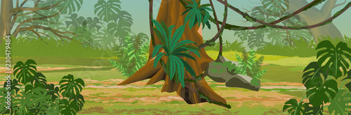 Jungle. A tropical forest. Rainforests of Amazonia. Tree, epiphytic ferns, creepers and monsteras. Realistic Vector Landscape