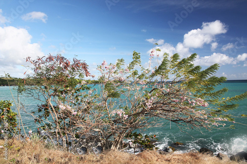 Martinique,arbre à trompettes roses à la pointe du Marigot au Diamant photo