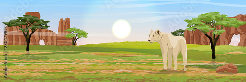 A lonely lion looks around. Hunting lions in the African savannah. Stone rocks and acacia. Wildlife of Africa. Realistic Vector Landscape