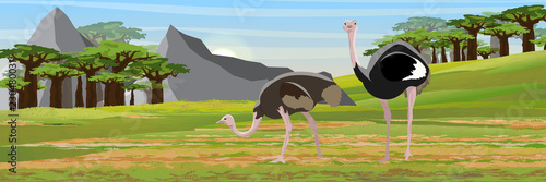 A flock of African ostriches from the male, female and their chicks. Wildlife of Africa. Acacia, baobab and dracaena trees. River. Realistic Vector Landscape