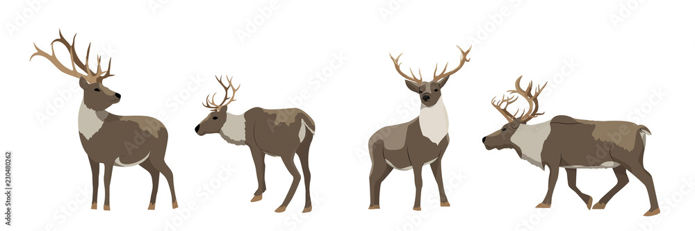 Set of wild reindeer. Caribou. Animals of the North, Alaska, Russia, Canada, Scandinavia. Vector object isolated on white background. Set of wild reindeer. Caribou. Animals of the North, Alaska, Russia, Canada, Scandinavia. Vector object isolated on white background.