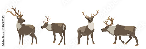 Set of wild reindeer. Caribou. Animals of the North, Alaska, Russia, Canada, Scandinavia. Vector object isolated on white background.
