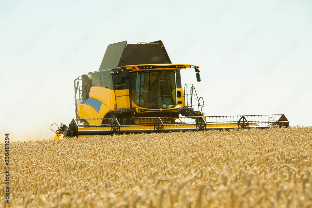 Fototapeta premium Wheat Harvest