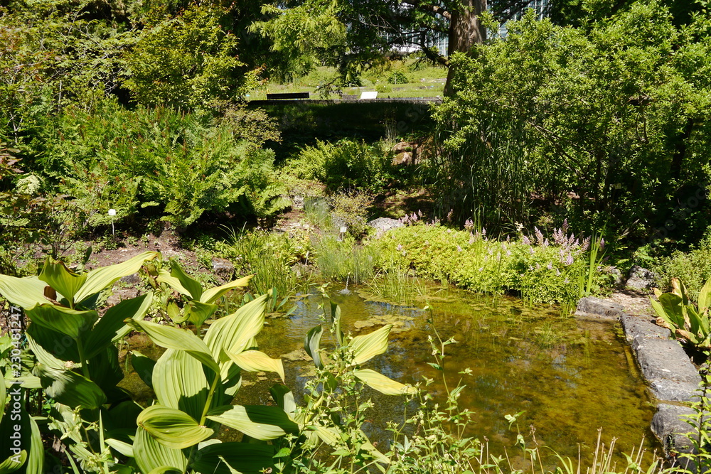 Gartenteich im Botanischen Garten Tübingen Gartenteich im Botanischen Garten Tübingen