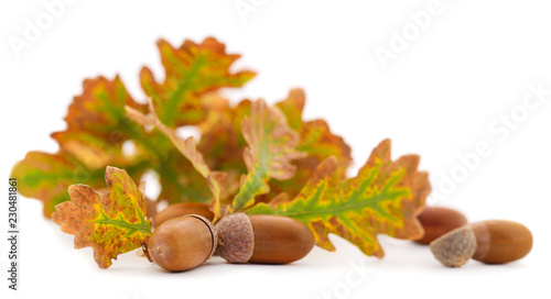 Autumn leaves and acorns.