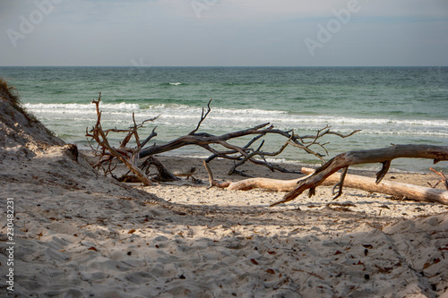 Fototapeta Naklejka Na Ścianę i Meble -  Am Weststrand auf dem Darß