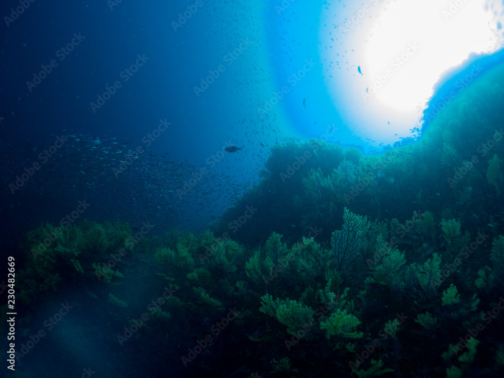 fondo marino con fondo azul