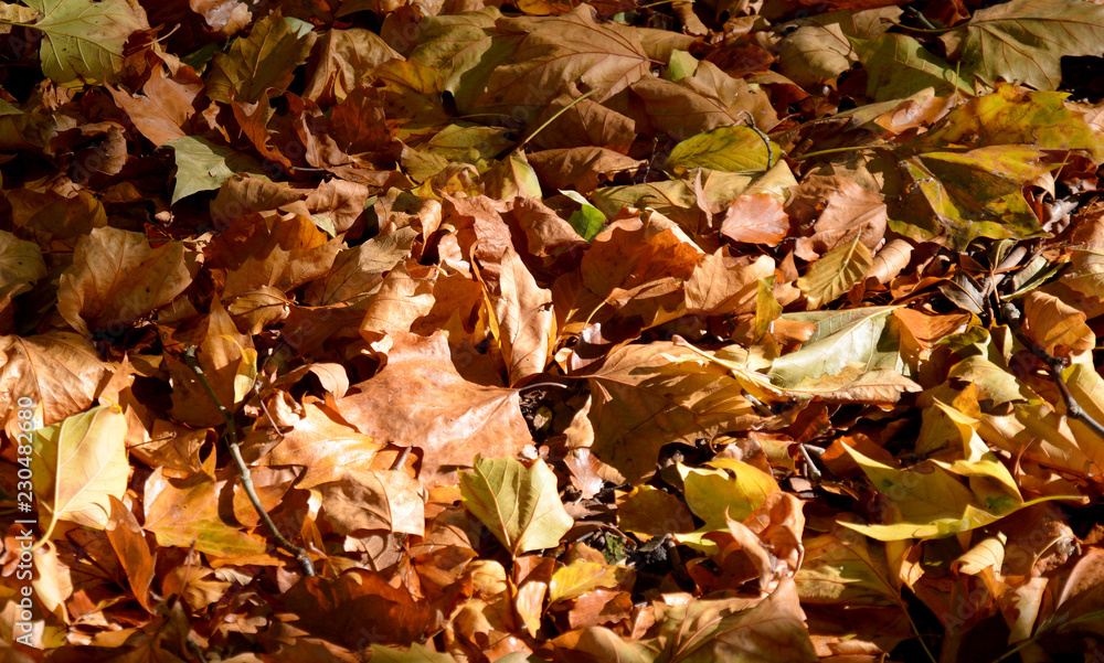 Autum leaves Autum leaves