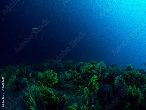 fondo marino con fondo azul