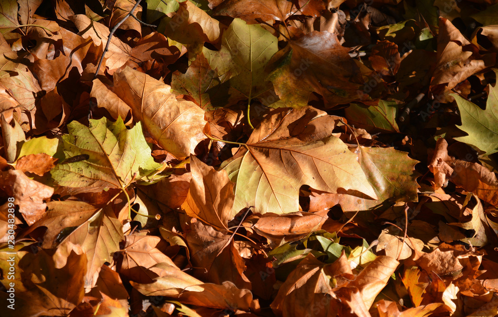 blanket of Autumn leaves