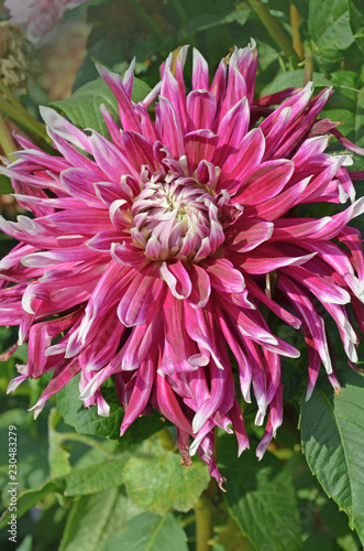 Fototapeta Naklejka Na Ścianę i Meble -  Dahlia Vancouver flower