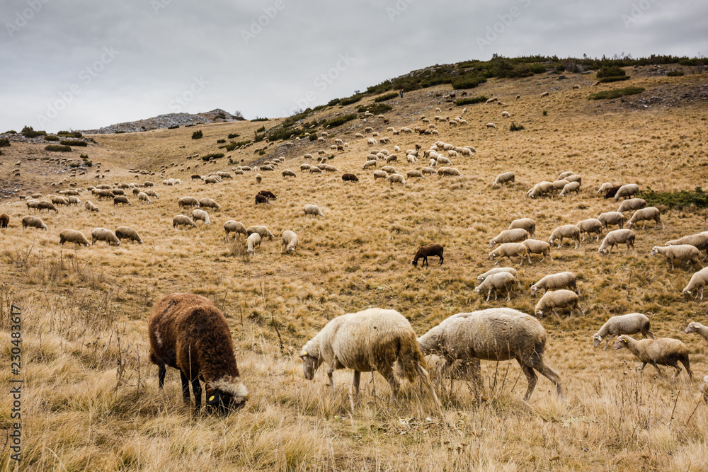Fototapeta premium Flock of sheep on a hill of dry grass in Autumn