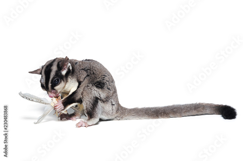 Sugar glider eats isolated on white background