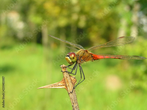 dragonfly on leaf © Bogdan