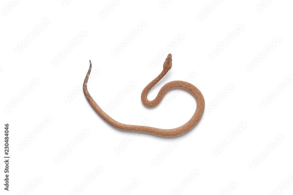 The viper boa isolated on white background The viper boa isolated on white background