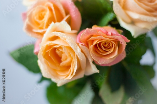 delicate pink cream roses