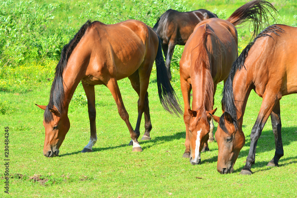 Fototapeta premium Young horses on a grassfield