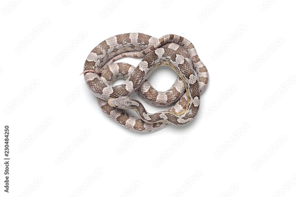 Corn snake isolated on white background Corn snake isolated on white background