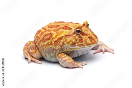 Pac man frog albino isolated on white background