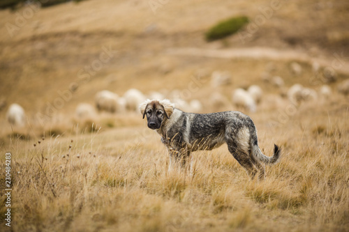 Big shepherd dog guarding sheep. Flock of sheep in blurred background. Sepia toned. Dog looking at camera. Autumn pasture, beige tone.