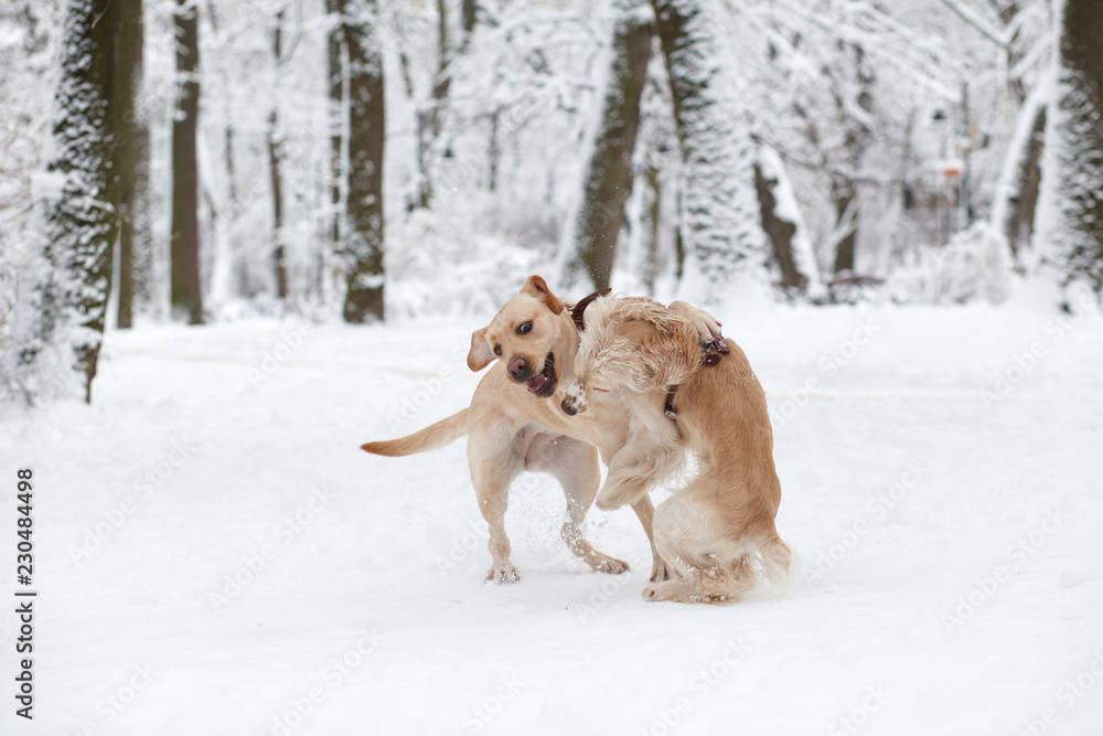 Dogs Playing in Snow. Winter dog walk in the park Dogs Playing in Snow. Winter dog walk in the park