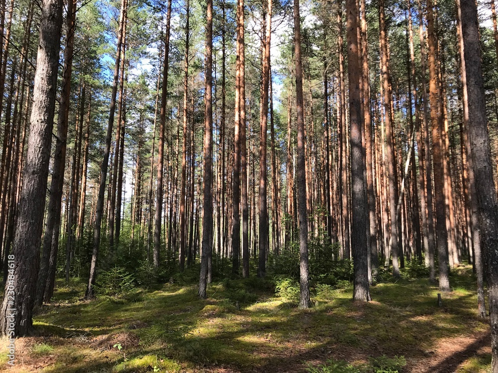 Obraz premium piękne zielone pola, łąki i lasy