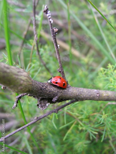 ladybird on a branch