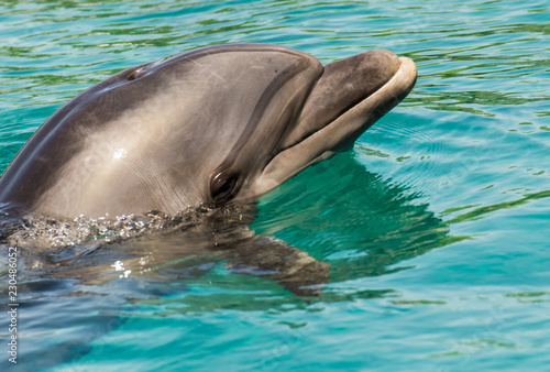 Dolphin in the blue seawater