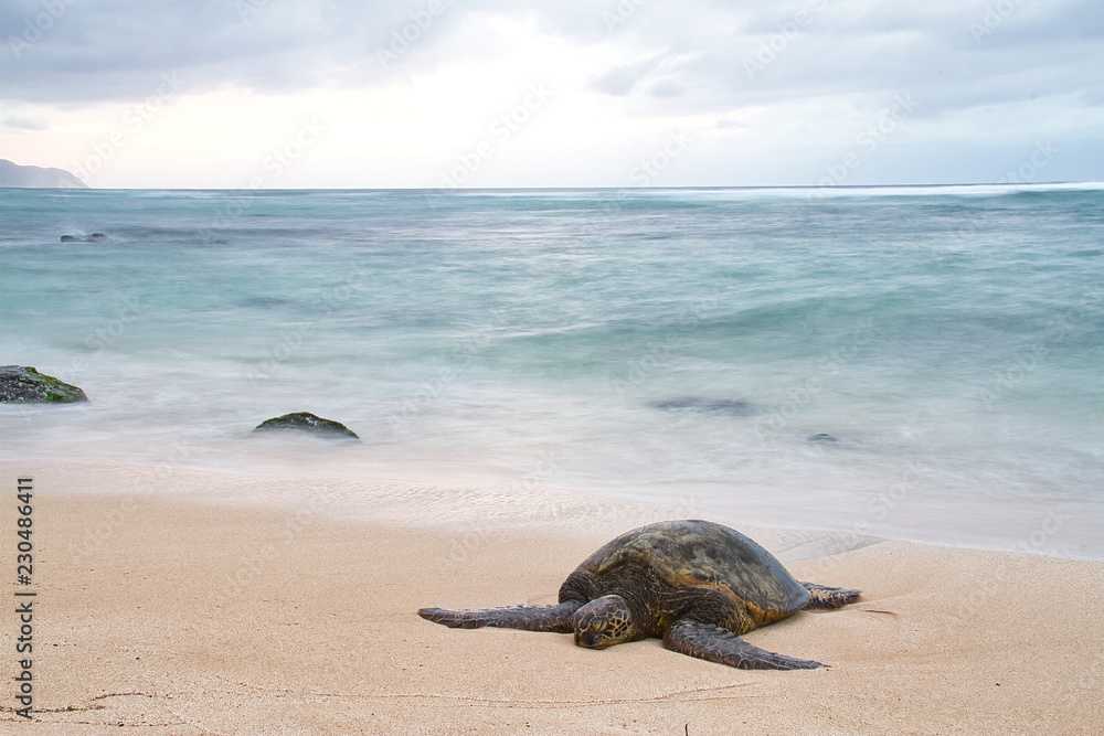 An endangered Hawaiian green sea turtle resting on a beach on Oahu with motion blurred waves and a stormy sky.