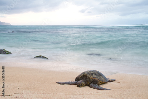 An endangered Hawaiian green sea turtle resting on a beach on Oahu with motion blurred waves and a stormy sky.