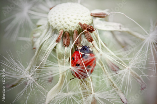 dandelion 