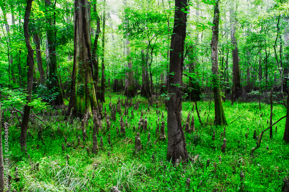 Obraz premium Looking into the swamp filled with trees in Congaree National Park