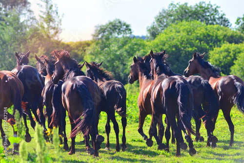 Herd of horses background © Dmytro