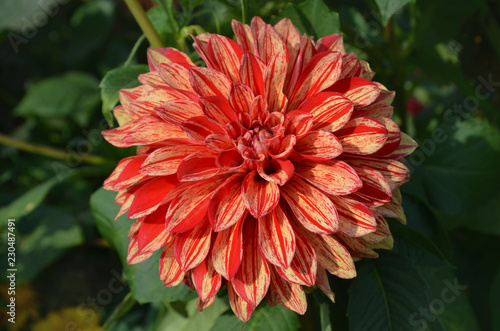 Fototapeta Naklejka Na Ścianę i Meble -   Decorative dahlia Pippi