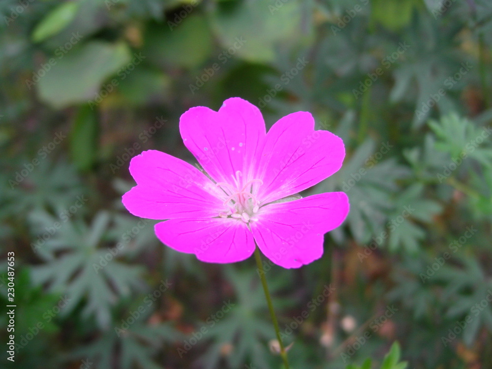 purple flower in the forest purple flower in the forest