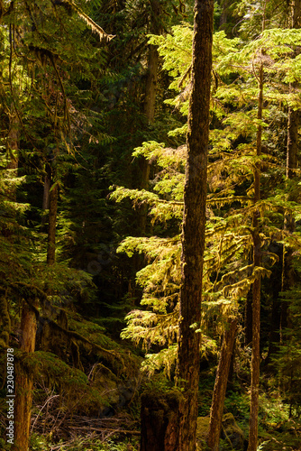 Rainforest in Olympic National Park © Winston Chou