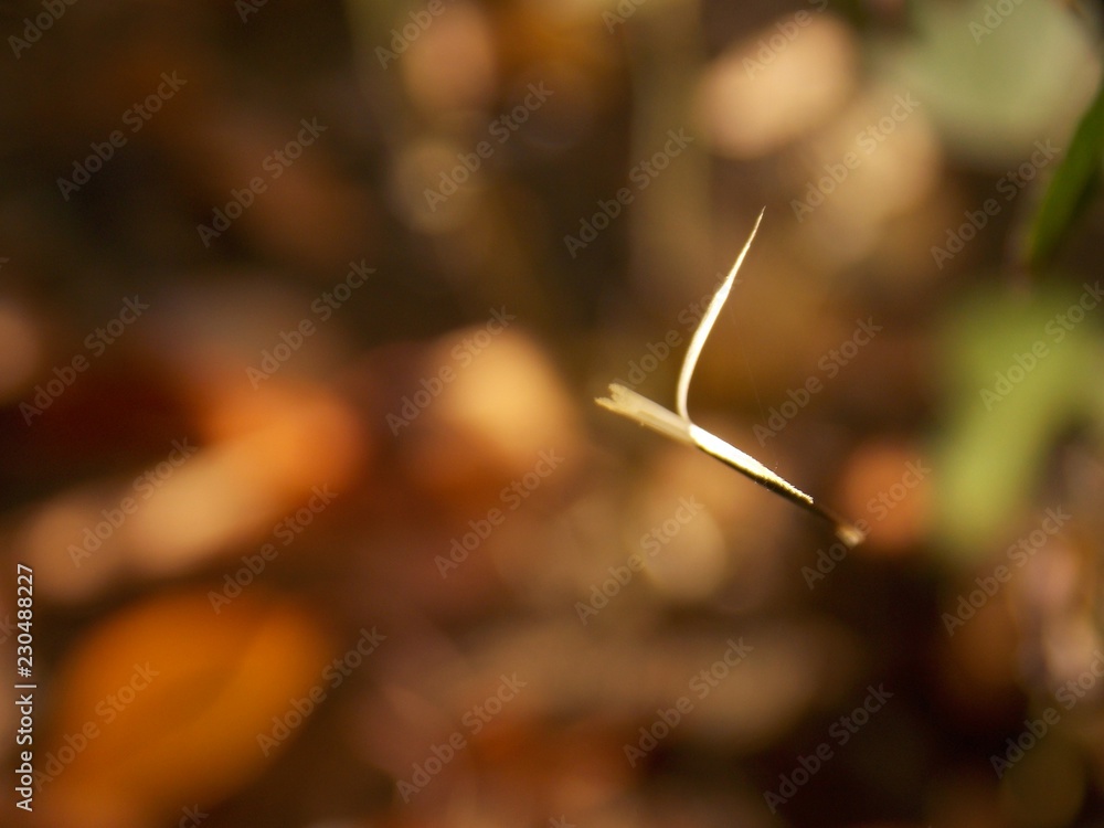 seed of the plant in autumn
seed of the plant in autumn