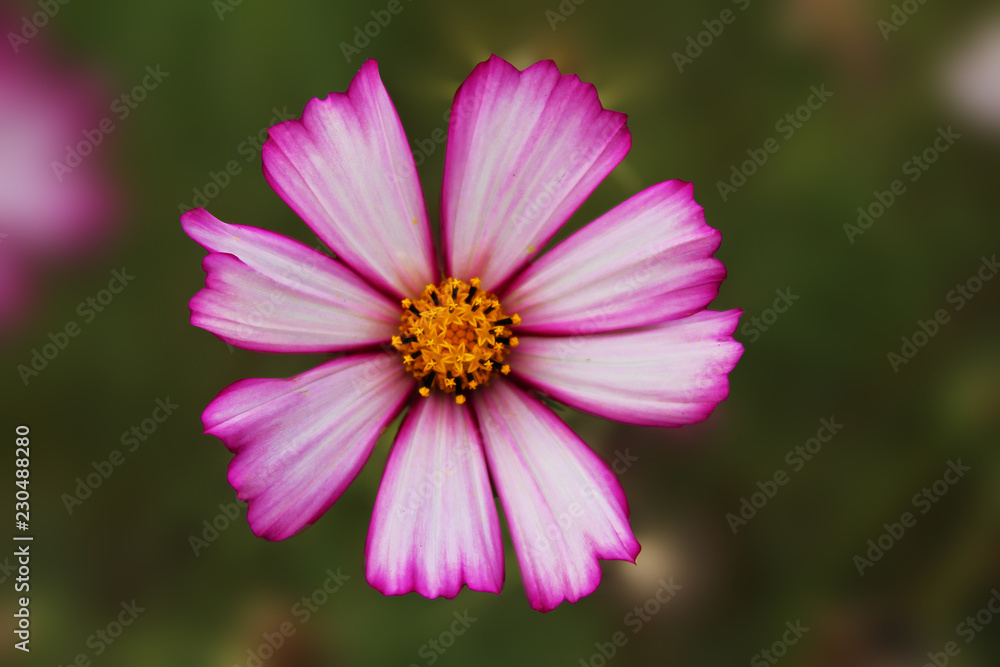 purple daisy on an isolated brown background purple daisy on an isolated brown background